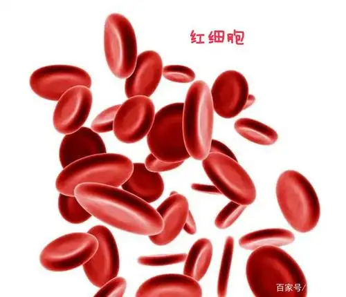 红细胞的形态