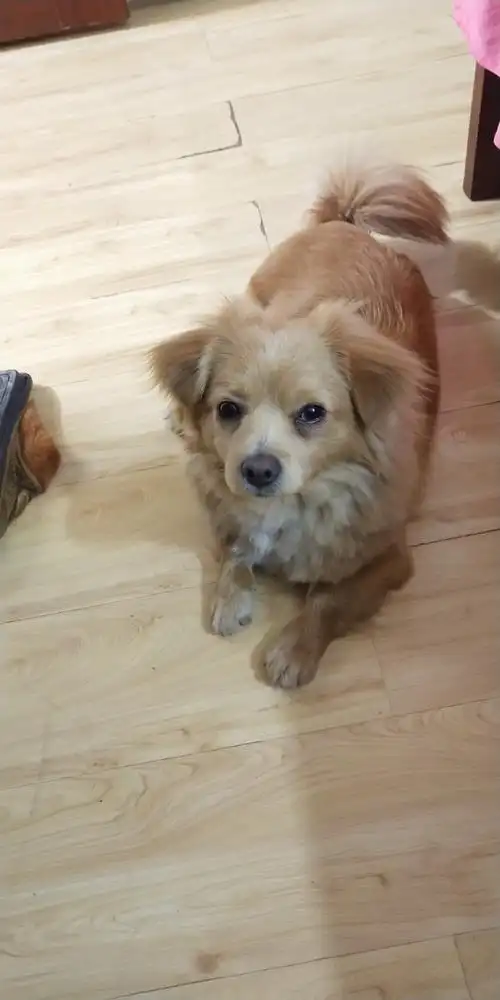 寻找金毛小串串