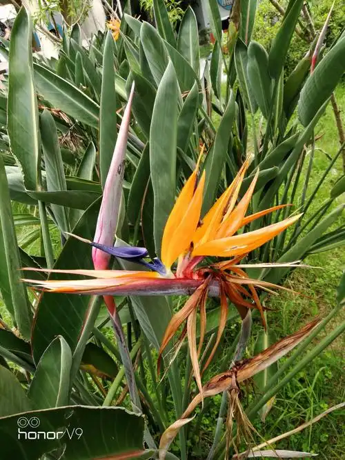 天堂鸟与旅人蕉