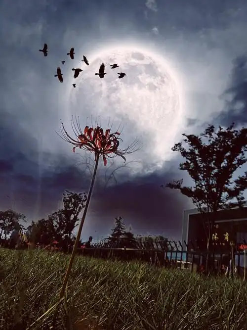 忘川彼岸花与这暗夜很相配