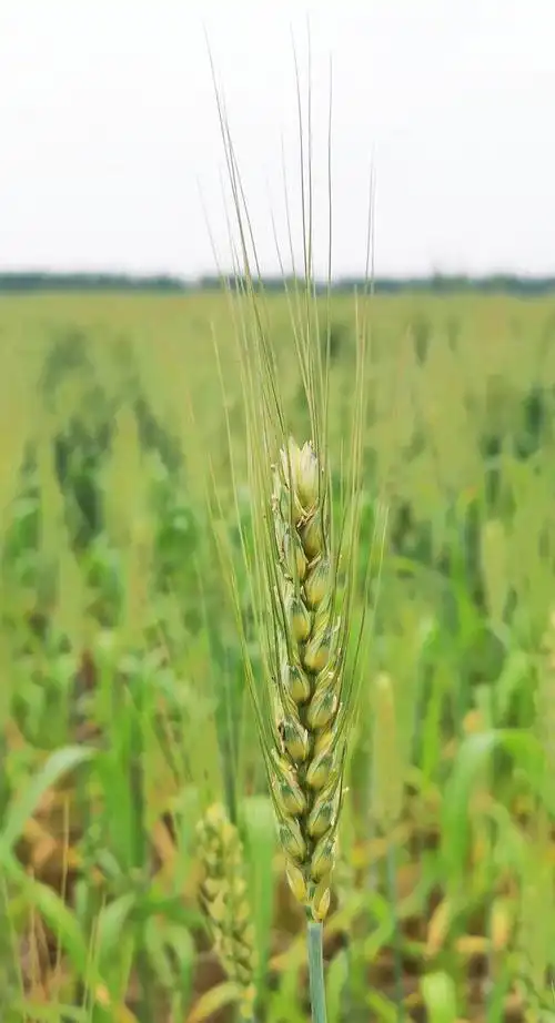 麦苗即菁菁麦穗亦矫矫