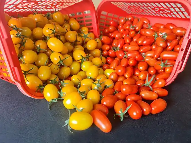 天寿小番茄 500gx4(2个品种)