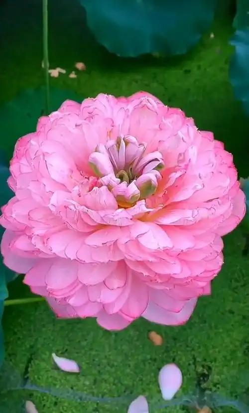 佛家圣花,莲中至尊——千瓣莲