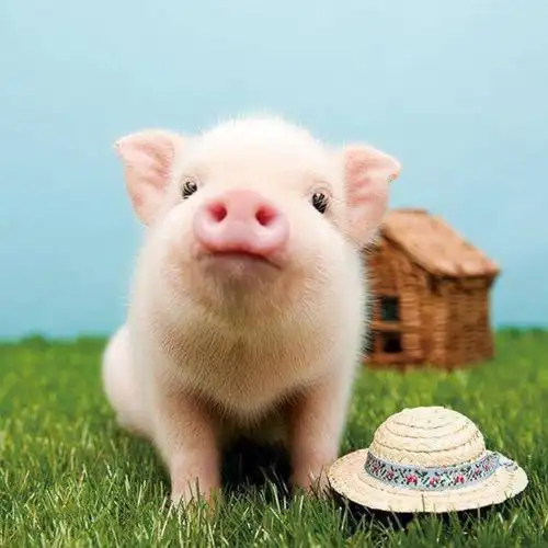 属猪起名忌讳的50个字