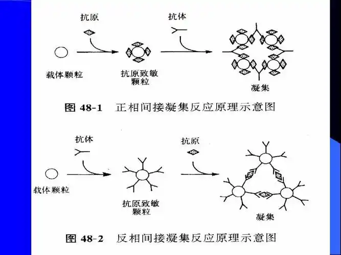 本科第二次实验-凝集反应ppt