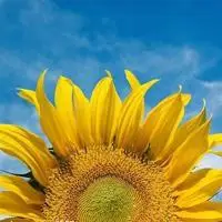 很有意境的唯美头像下载_微信头像图片大全