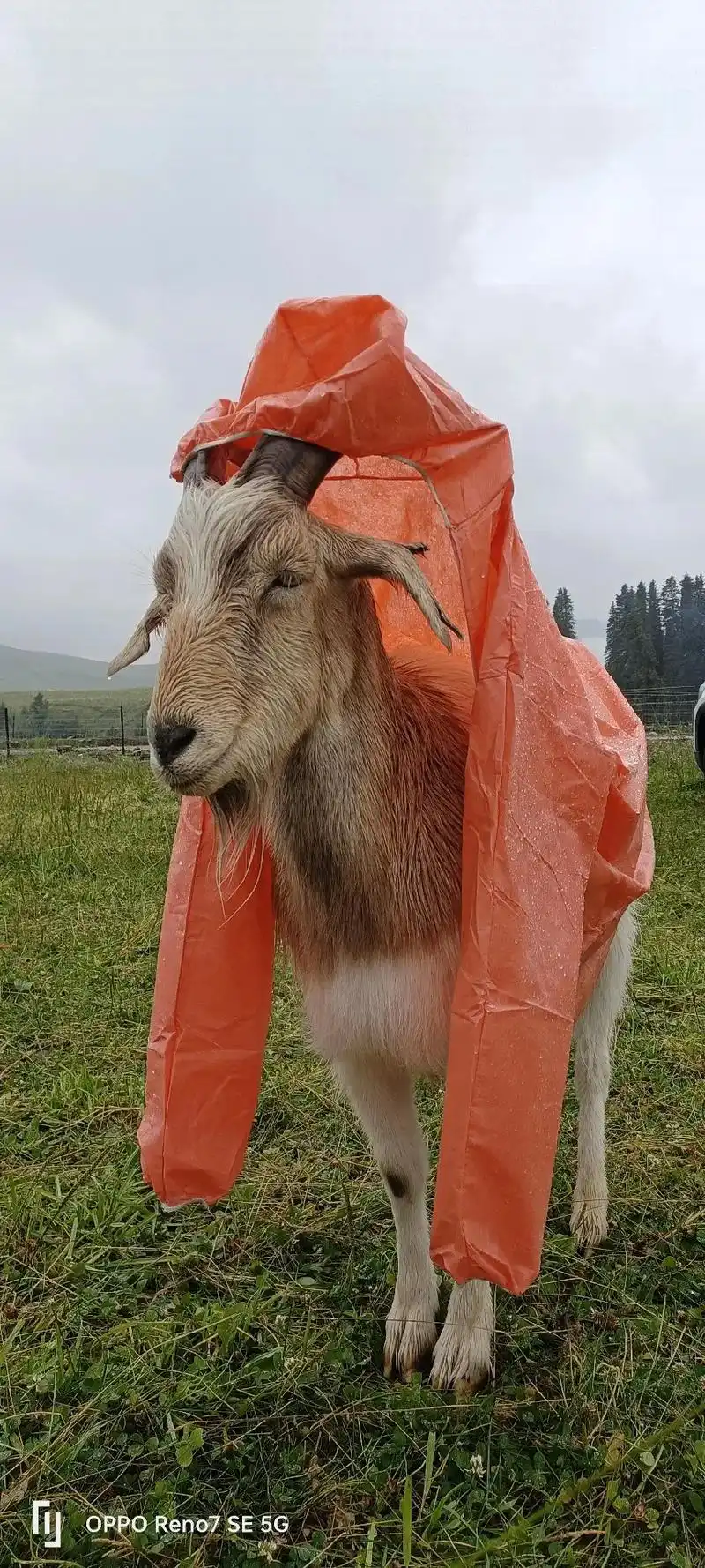 这是一头功臣老山羊90,唐不拉景区拉游客游玩的(山羊拉车)一 - 抖音