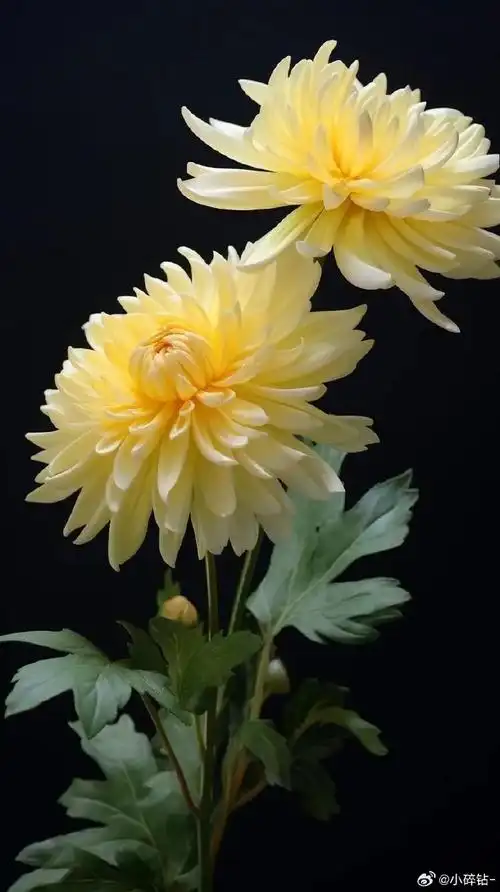 选择合适的土壤:菊花喜欢疏松,肥沃,排水良好的土壤.