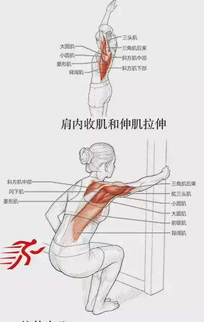 肌肉|背阔肌|前锯肌|菱形肌|斜方肌_网易订阅