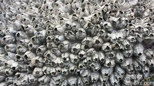 盘点让密集恐惧症患者最恐惧的九种生物