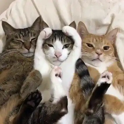 3只猫挤在一起睡觉,其中一只的手势好可爱!go_home_loa