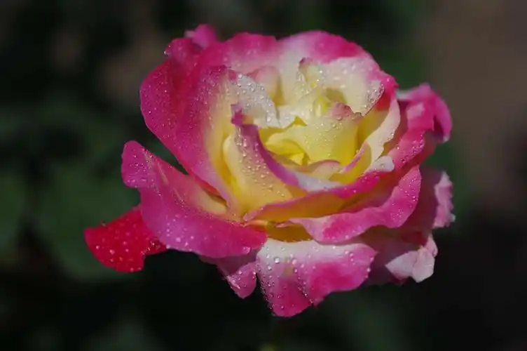 四季平安～月季