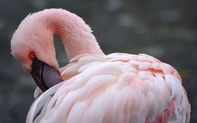 ins网红火烈鸟,轻松扮靓少女心卧室