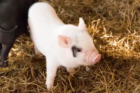 乳猪照片