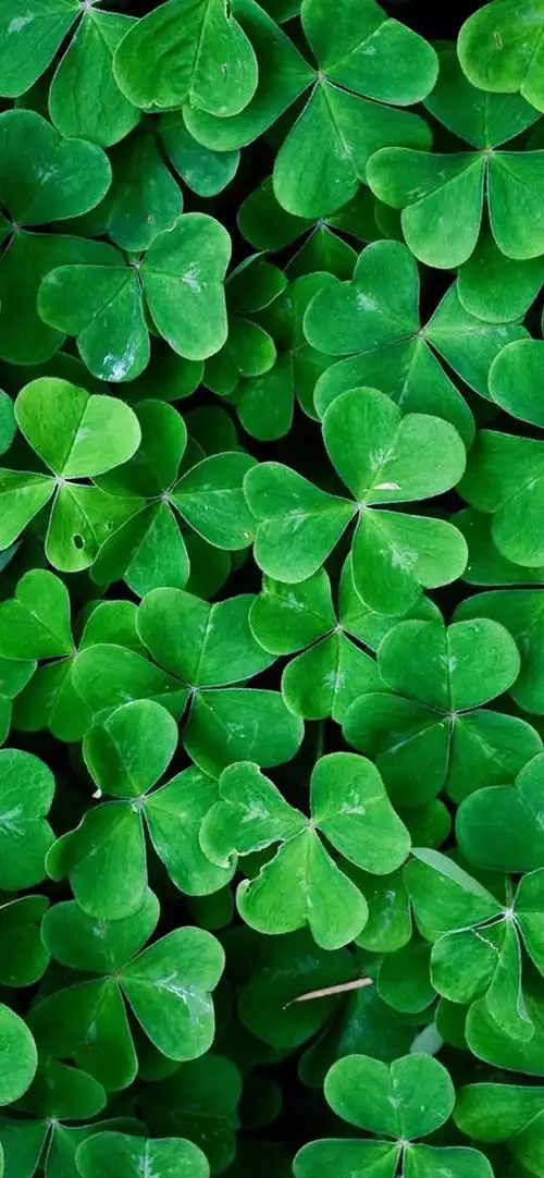 有什么保护眼睛的手机壁纸求推荐