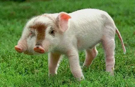 不忍直视 盘点世界上10大变异动物