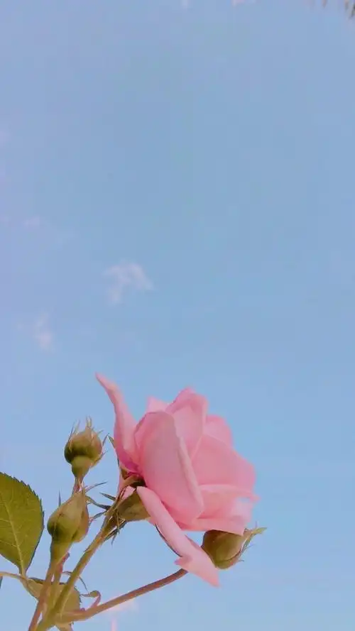 壁纸| 来康康清新壁纸呀