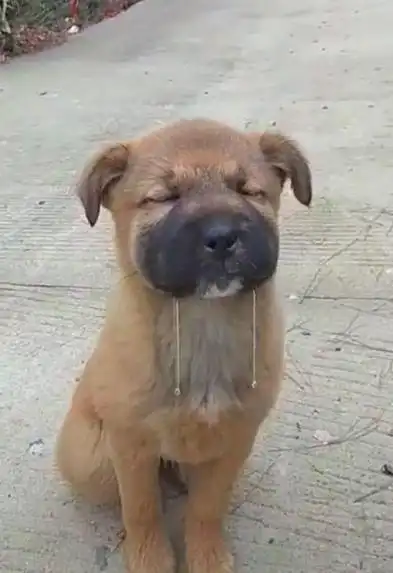 一只土狗下一秒土狗的动作让人差点笑喷是有多想吃肉