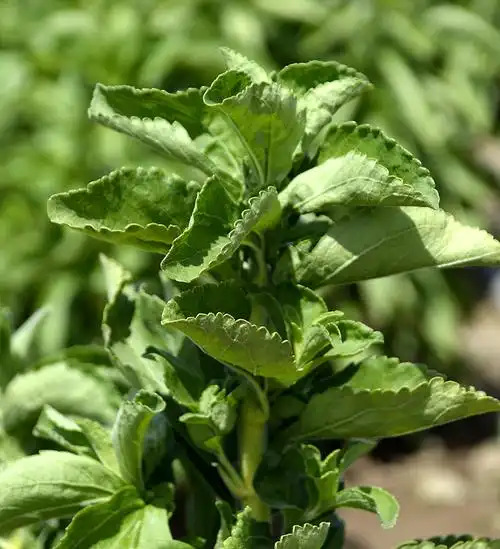 认识中国的植物之四十五——板蓝根