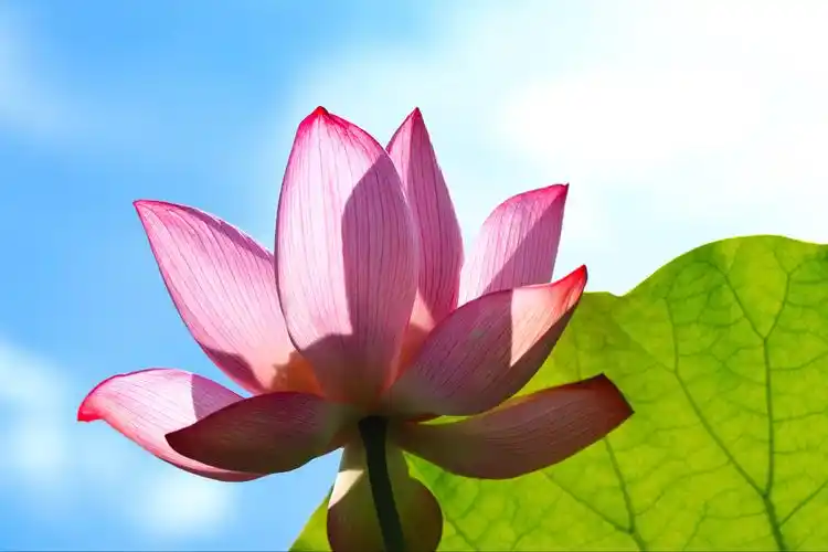 最美潭头荷花香