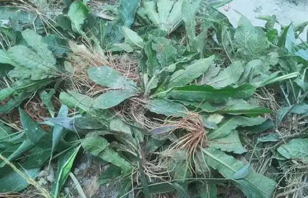 苦地胆的功效与作用