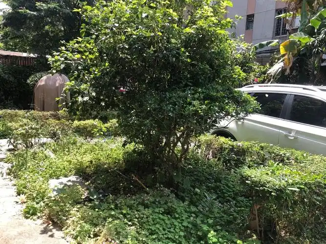 如意花园急售 前后大花园近100方 采光位置好双阳台,如意花园-广州58