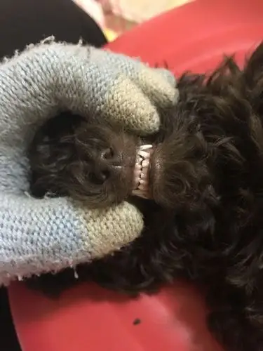 懂狗的帮我看看这狗牙的发育是几个月的泰迪?