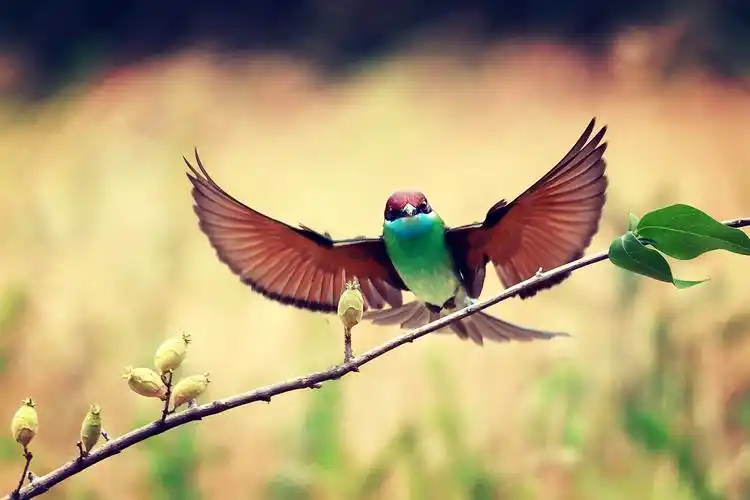 蓝喉蜂虎一一中国最漂亮的小鸟