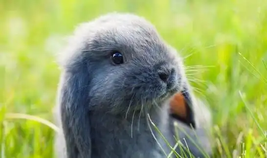 50种最可爱的动物你最喜欢谁