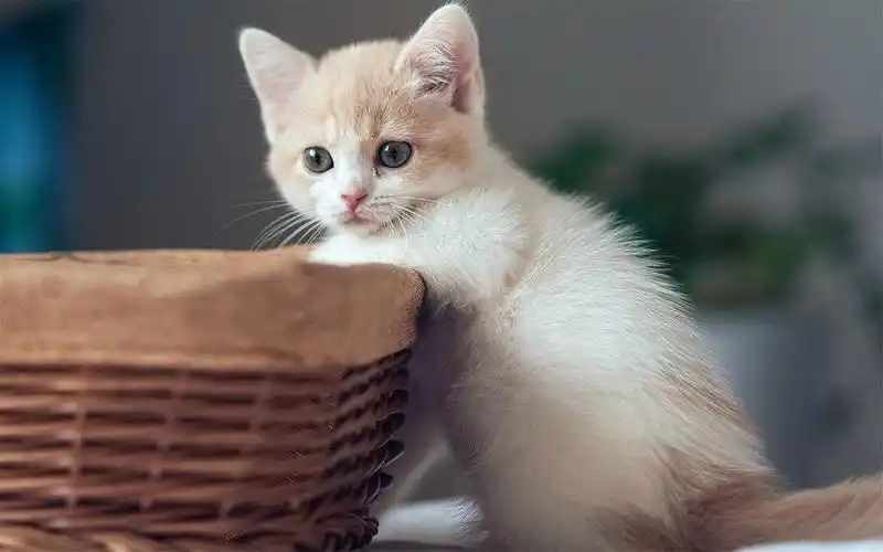 可爱的宠物喵星人搞笑小猫图片桌面壁纸 第一辑