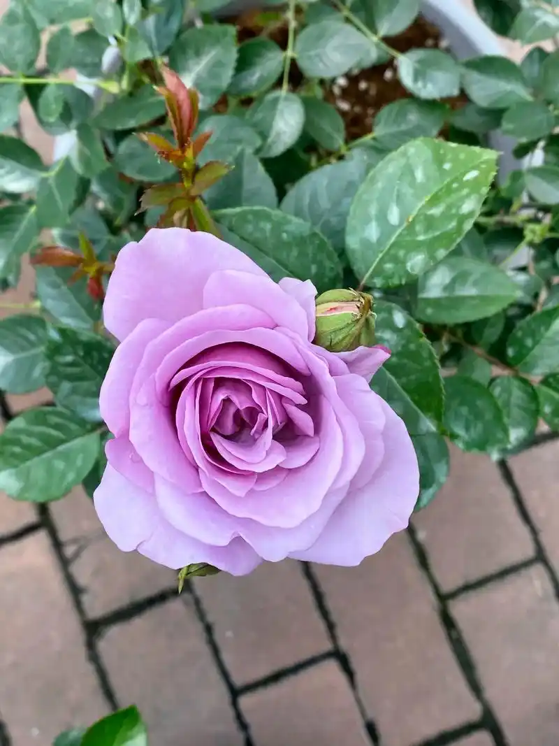 蓝色风暴 浓香. #月季 #好看的花一定要分享给你 #想看看 - 抖音