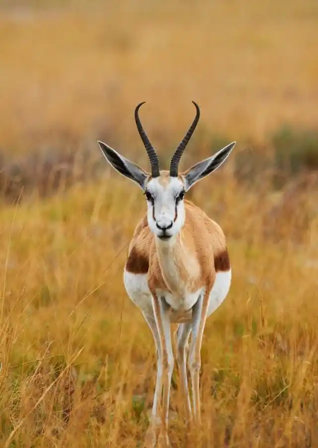 羚羊是牛科中的一个类群,一般生活在草原,有的栖息于山区地带_高清图