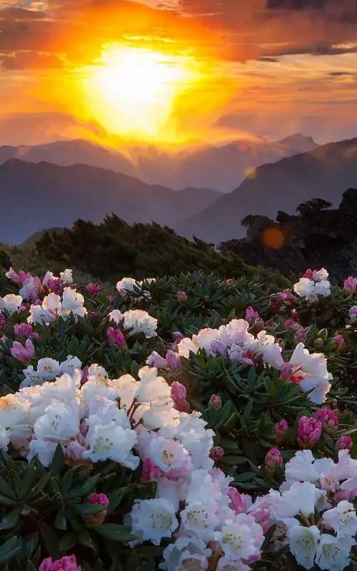 风景,自然,唯美,风光,手机壁纸清新淡雅的风景图片手机墙纸免费下载