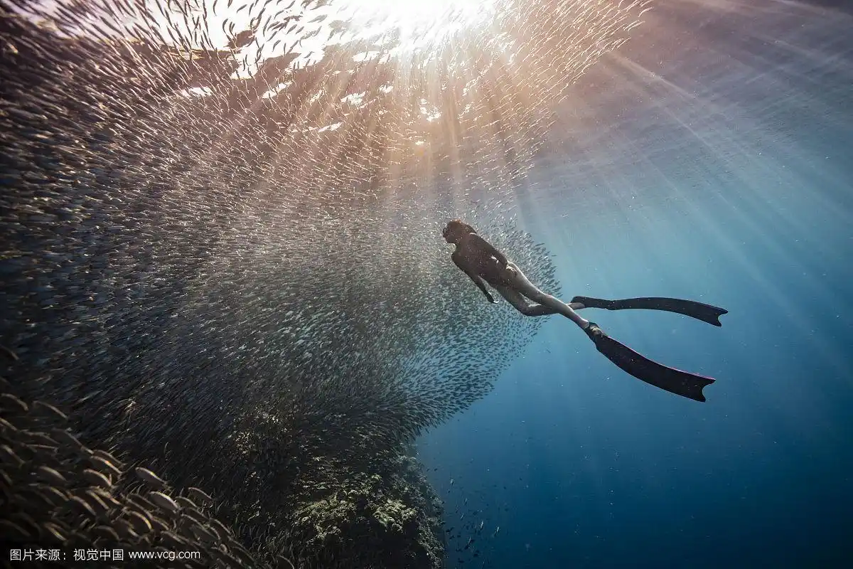 海底潜水的美女和沙丁鱼