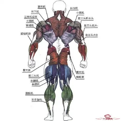 人体肌肉图解,每一块肌肉在哪里,让你一目了然!