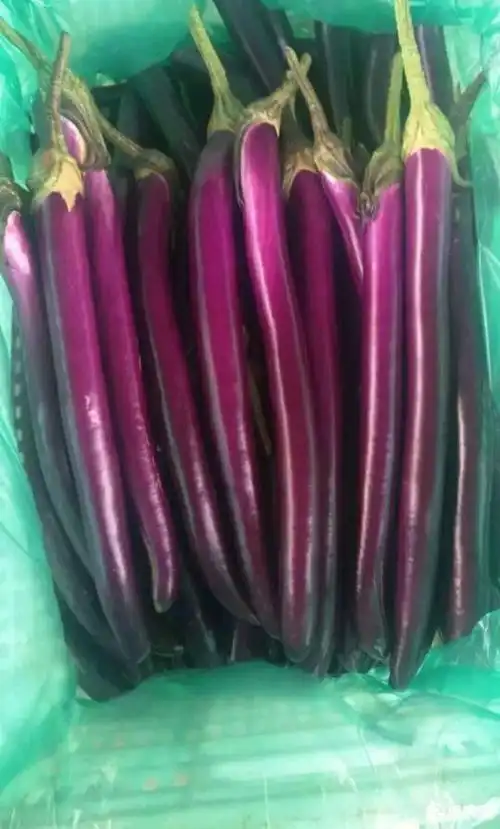 线茄40cm以上 长茄