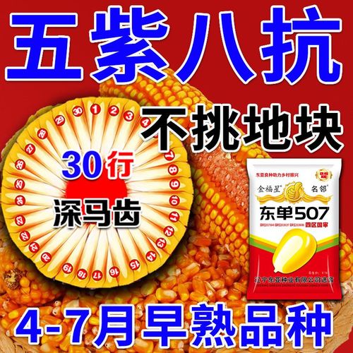 国审矮杆大棒玉米种子高产高抗农科院培植非转基因新品包谷种