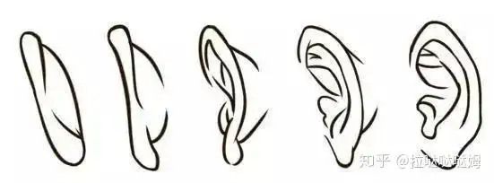 确定耳朵的位置,画出外轮廓.step 2.画出耳轮形状.step 3.