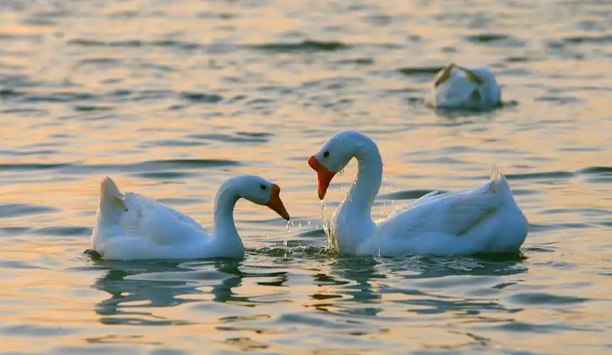 动物情侣原来是如此秀恩爱的,你造吗?