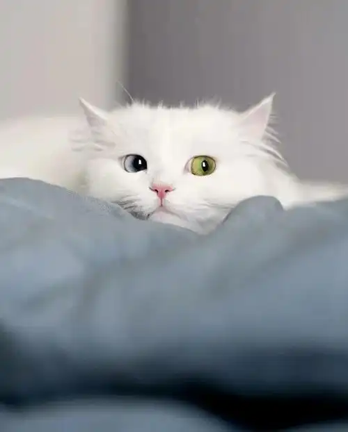 中国最好看的猫异瞳纯白波斯猫