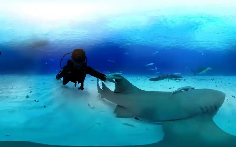 【360°全景vr】与鲨共舞_超清
