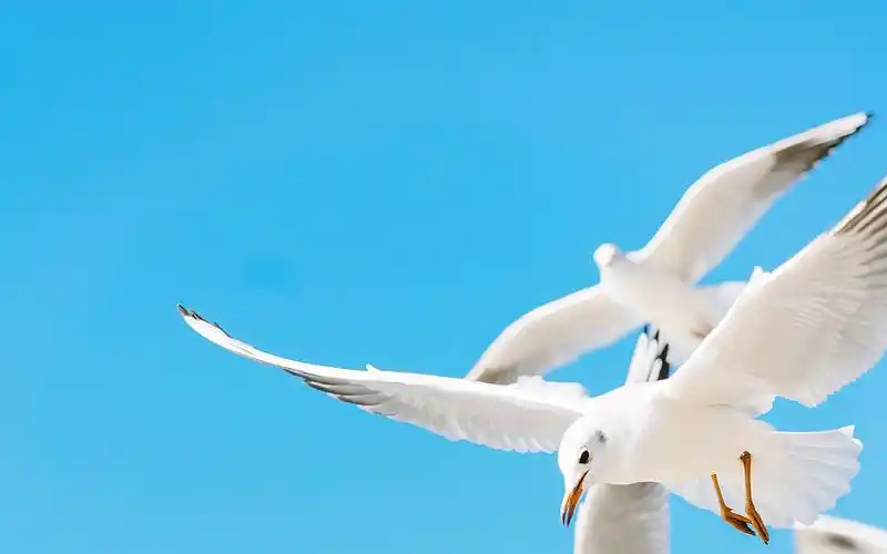 海鸥清新图片大全高清电脑桌面壁纸