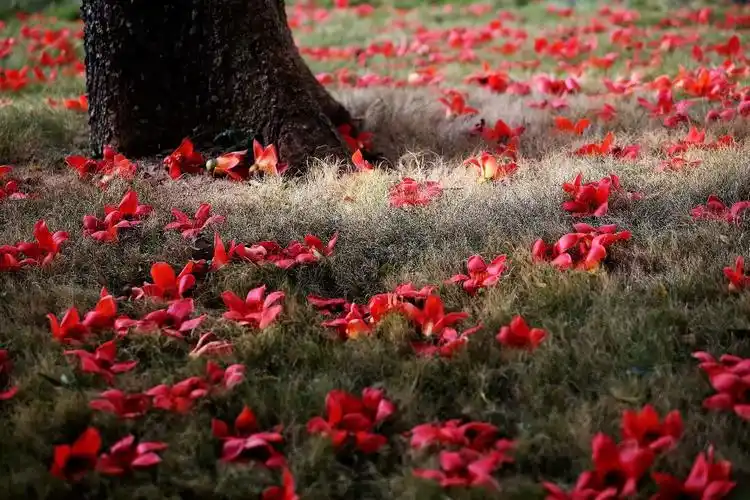 【木棉花落满地殇】摄影:湘江水 作词:寒江蓑笠