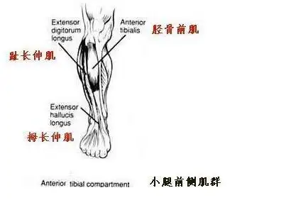 腿部肌肉分布图深入理解腿部各个肌肉部位