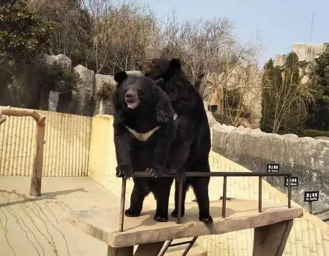 春日踏青青岛东方熊牧场￥399起抢单人门票植树套餐与撒娇卖萌的熊