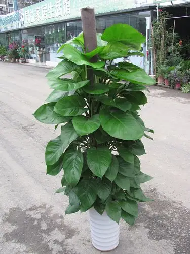 室内大盆景 办公室植物 四季常青 大绿萝盆栽 大叶绿萝 净化空气