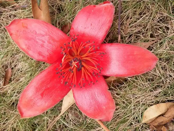 一朵木棉花被风吹落在草丛里,显得格外耀眼