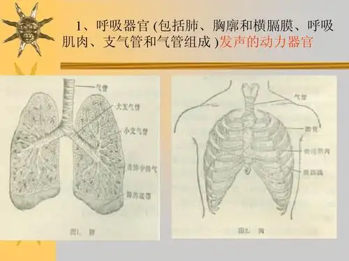 (共45页,当前第4页) 你可能喜欢 训练嗓音 科学发声训练方法 ktv唱歌