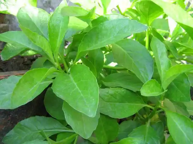 农村的"神奇救命草",抑制住癌细胞,主治糖尿,高血压!_网易订阅