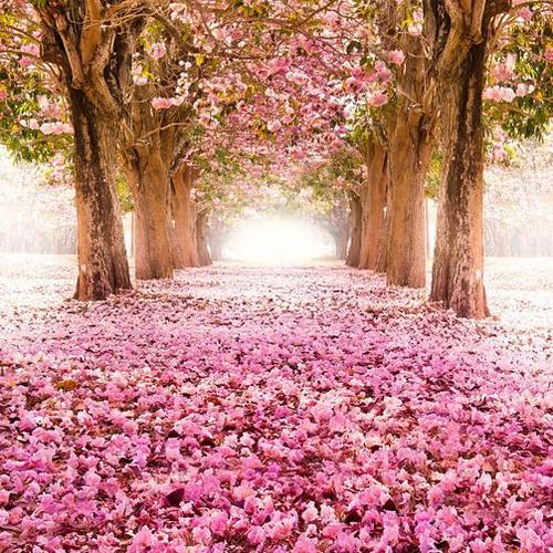 浪漫樱花唯美浪漫成人木质拼图500/1000/1500片情人礼物节日好礼